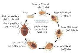 بق الفراش 4